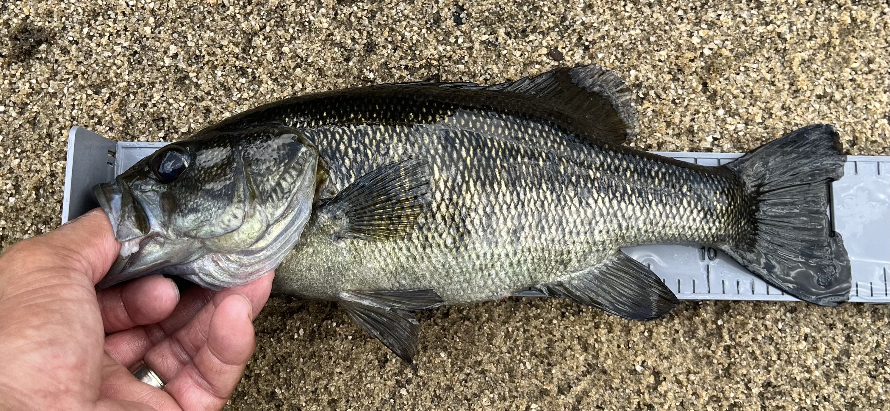 Suwannee Bass