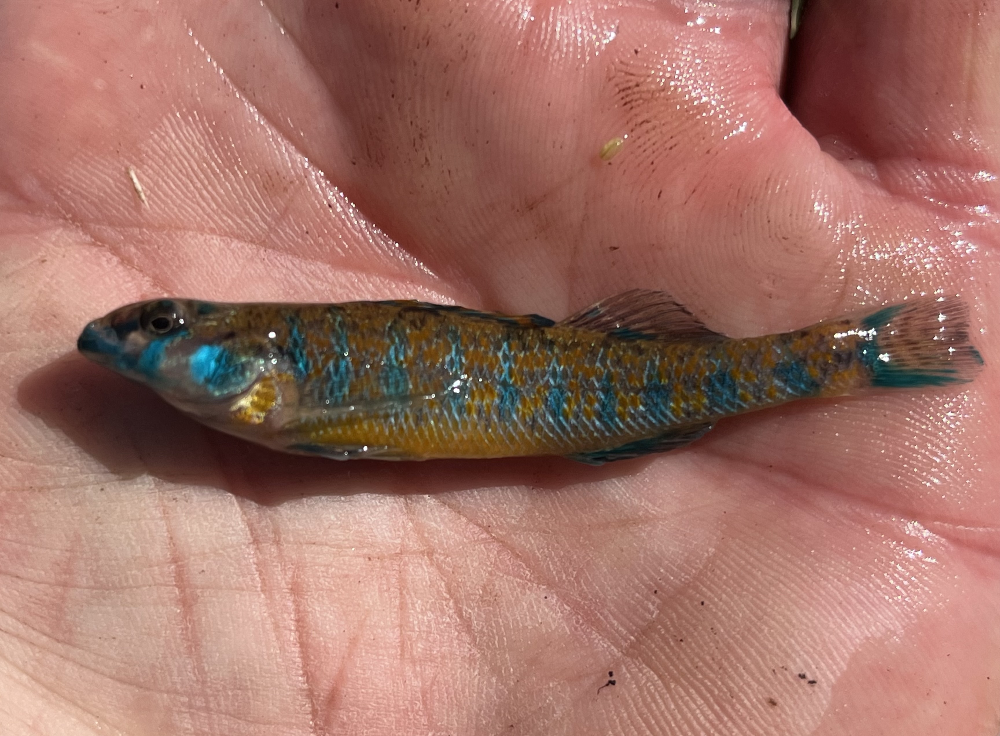 Speckled Darter (Etheostoma stigmaeum)